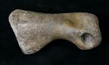 Long T-Rex or Nanotyrannus Toe Bone - Montana #19170-2